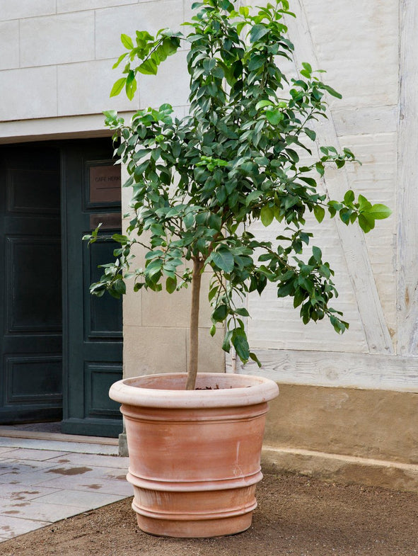 Lucca - Rosa - XL